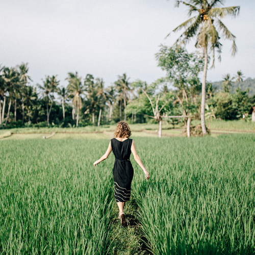 Rice Fields in Bukit