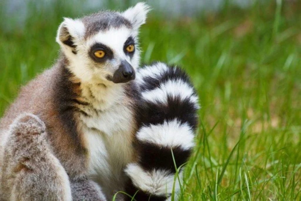Ringtail+Lemur