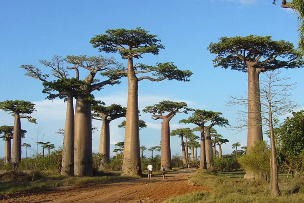 Trees+in+Madagascar