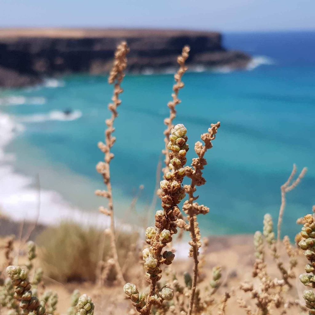 Cotillo beauty-square