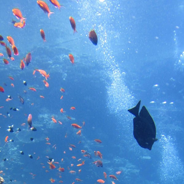 diving on fuerteventura - fishes under water-square